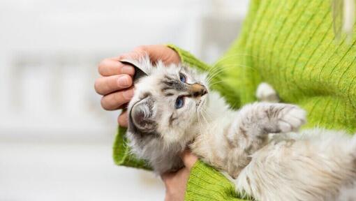 Коте със светла козина, държано в ръцете на собственика