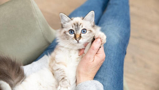 Коте със светла козина и сини очи в скута на собственика.