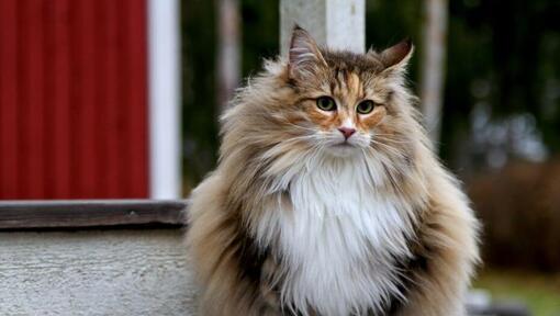 Норвежка горска котка стои в двора