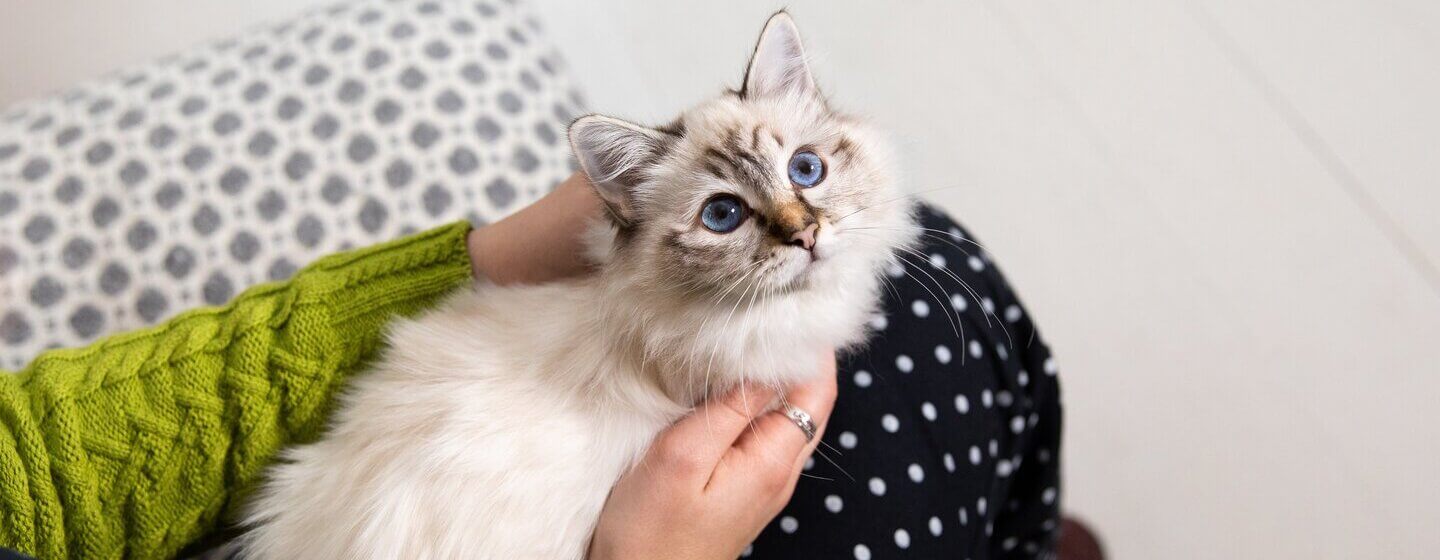 10 породи котки със сини очи