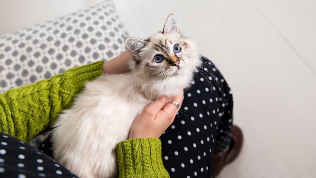 10 породи котки със сини очи