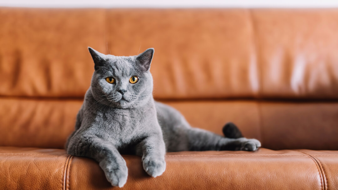 Британска късокосместа котка лежи на кафяв кожен диван