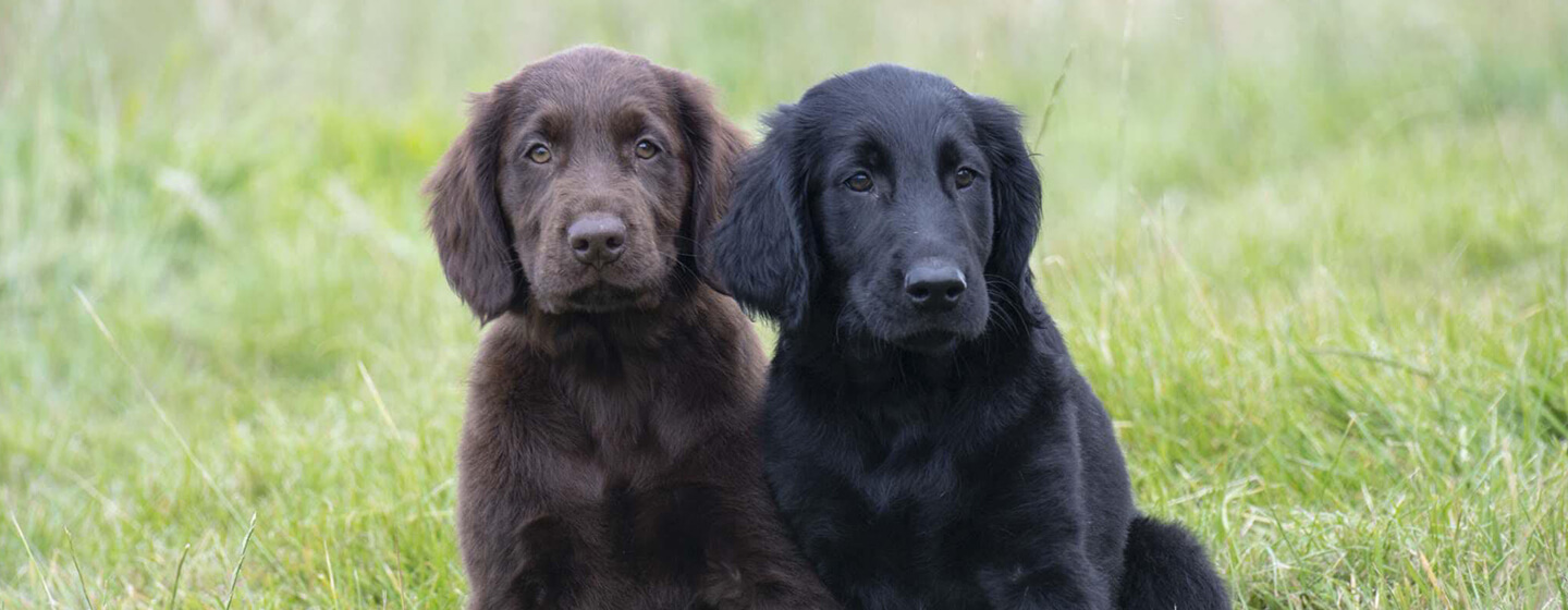 Кафяво и черно куче, седнало в тревно поле