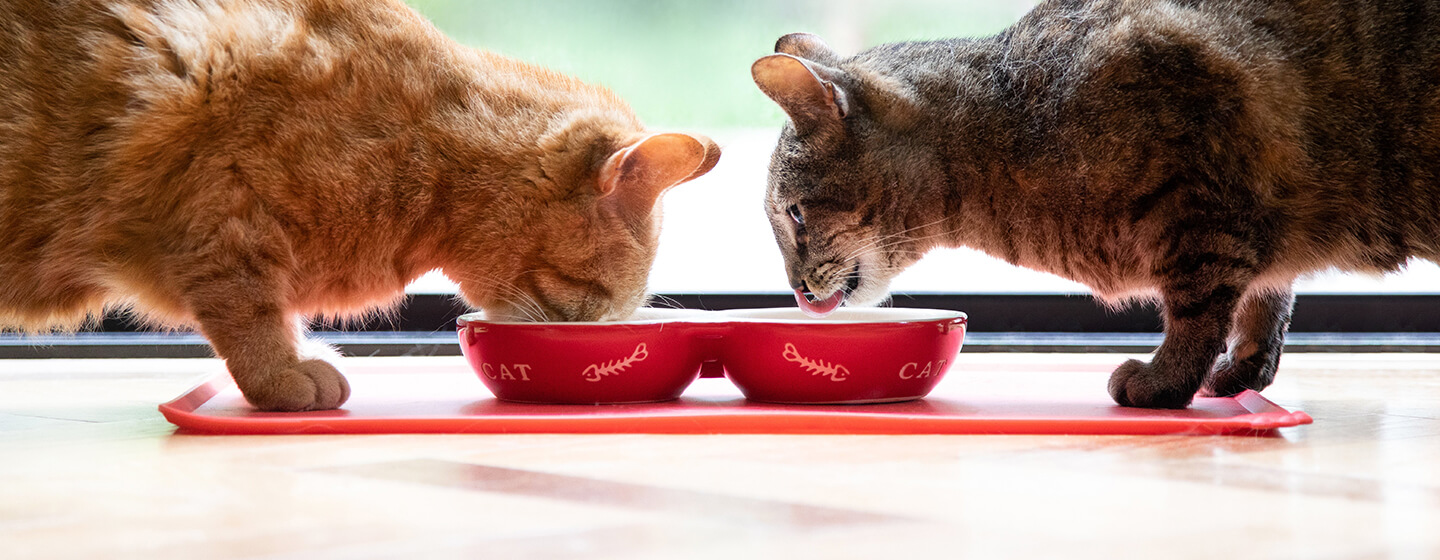 Две котки ядат от червена купа
