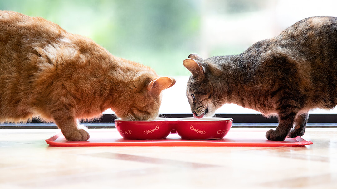 Две котки ядат от червена купа