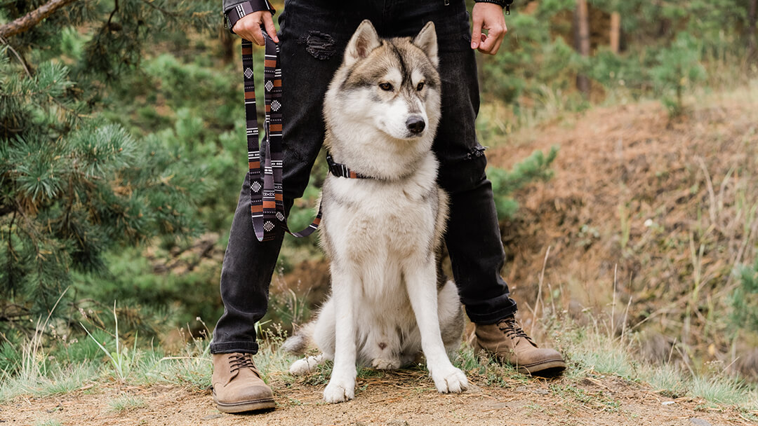 Куче, стоящо със собственика си в гората