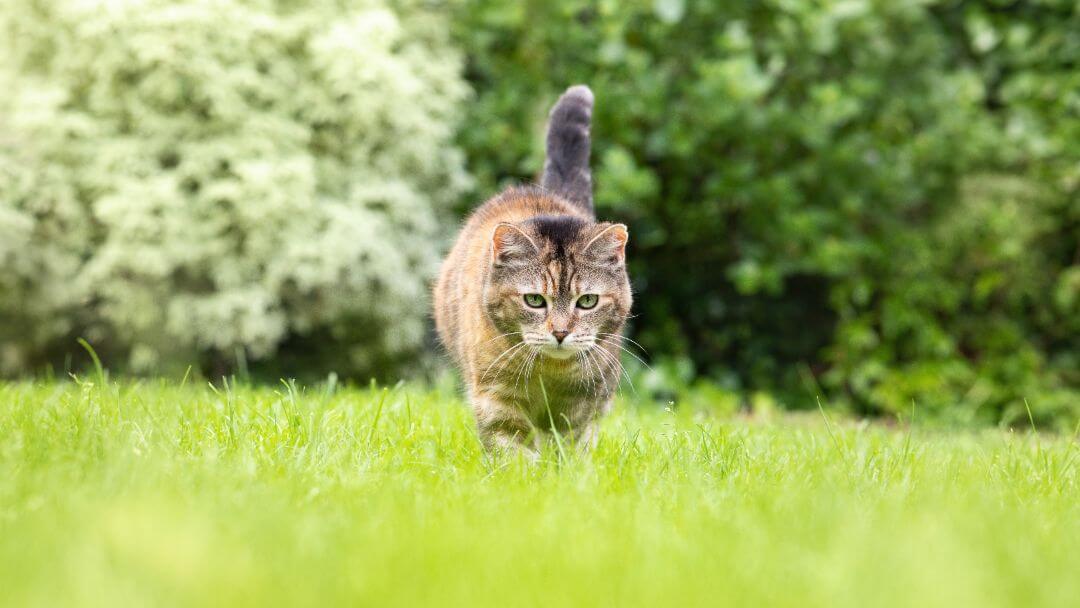Котка се разхожда в тревата