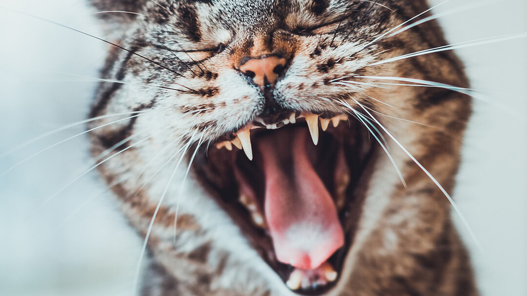 Котешки зъби