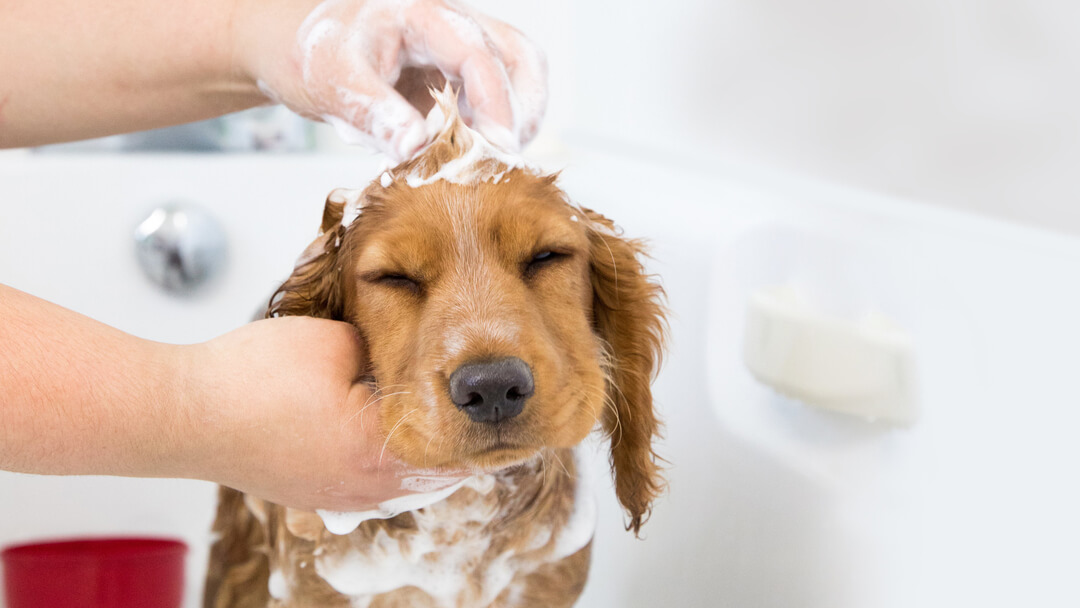 кученце, което се къпе