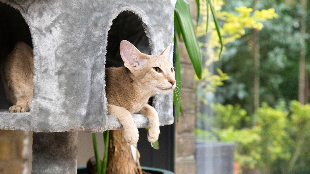 Котка със светла козина седи в сива котешка кошница.