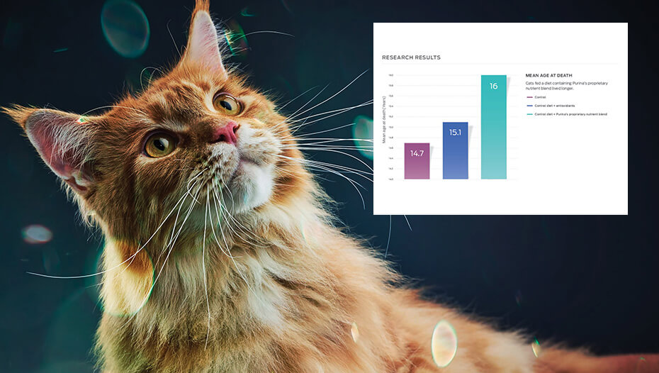 Джинджифилова котка и графична диаграма