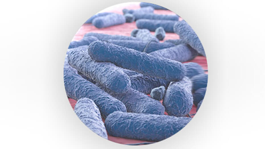 Предбиотични бактерии