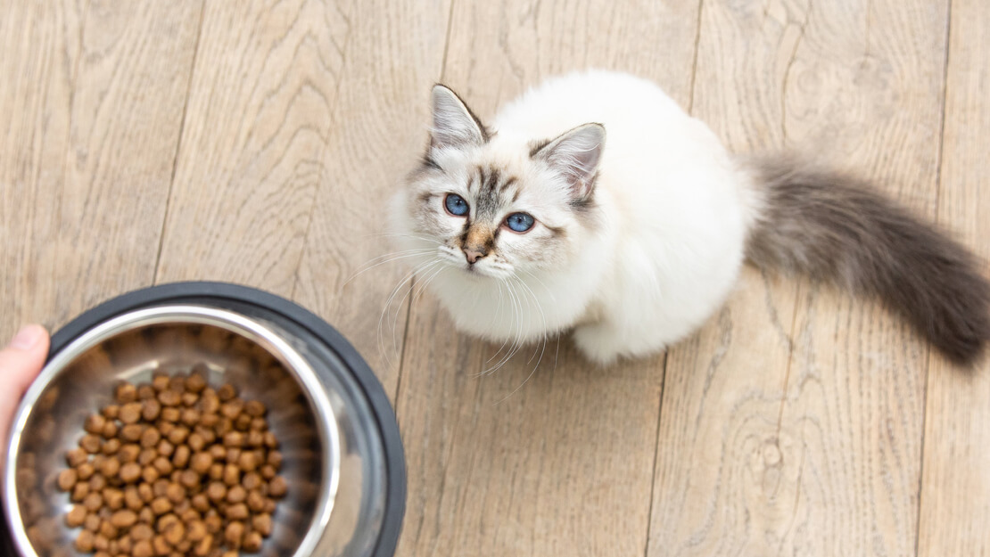 Страница със списък на суха котешка храна за котета