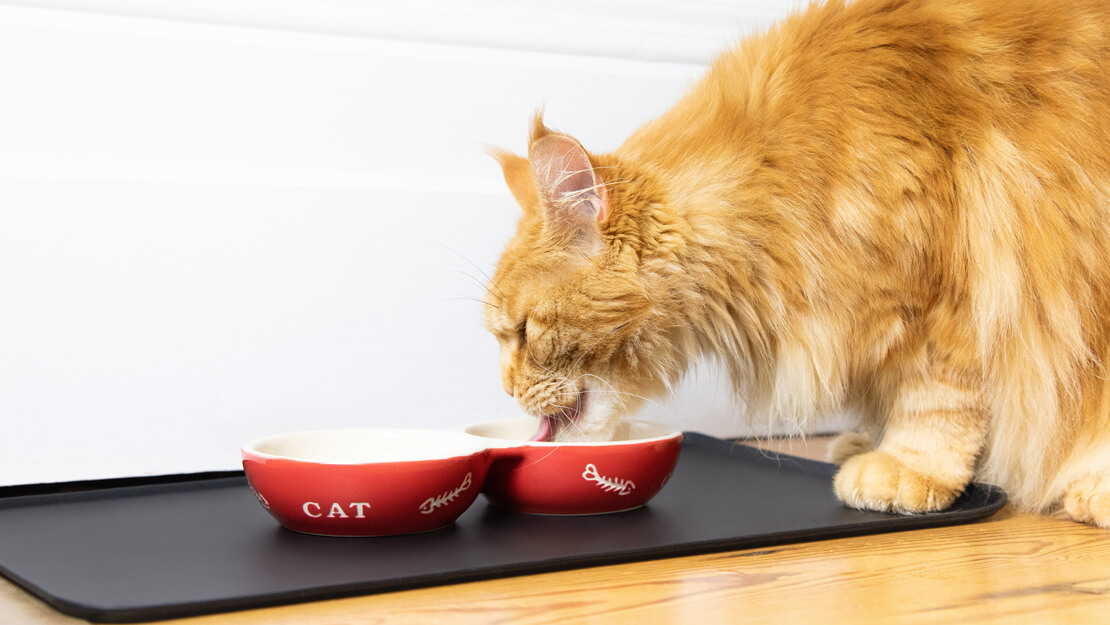 Страница със списък на  храна за котки с бъбречни проблеми