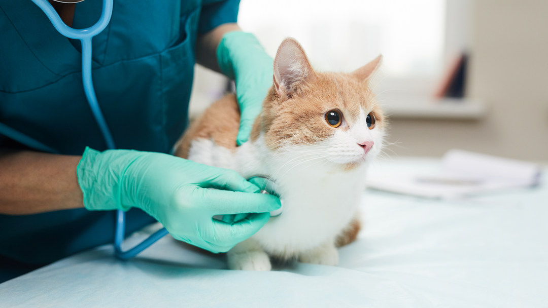 Котка е прегледана при ветеринар