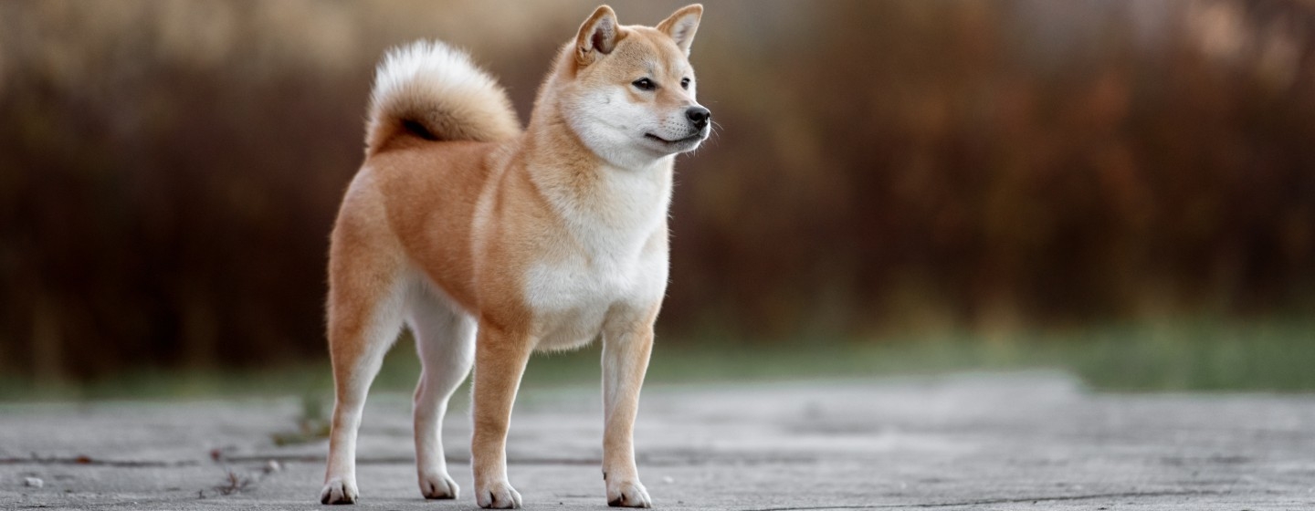 Японски Shiba Inu се разхожда в парка