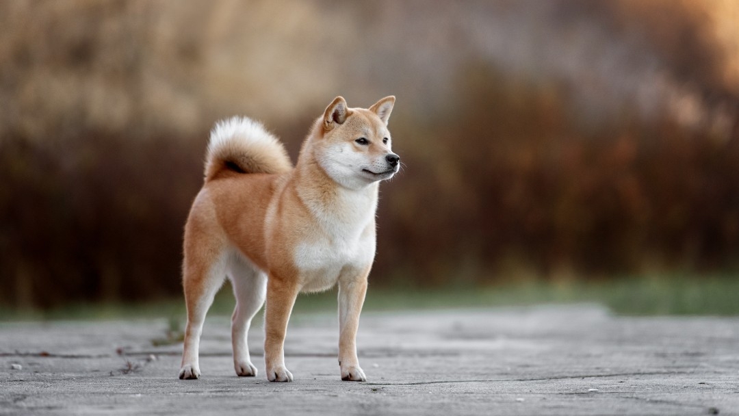 Японски Shiba Inu се разхожда в парка