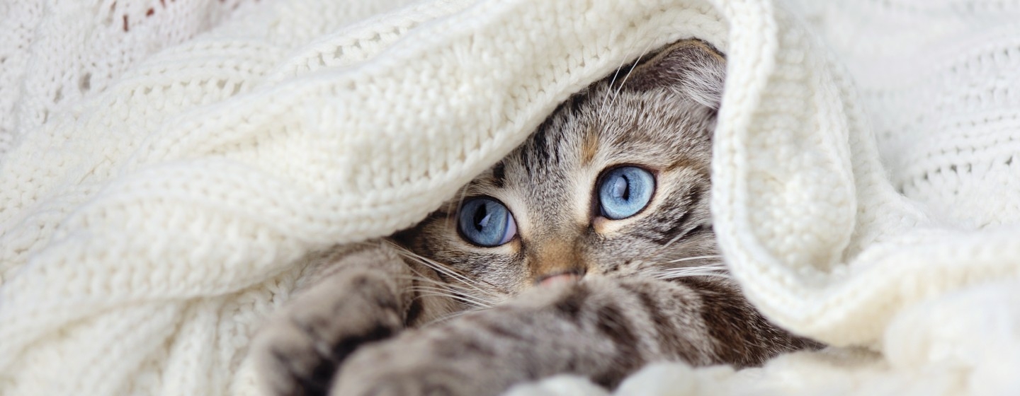 Ръста котка, лежаща под одеяло