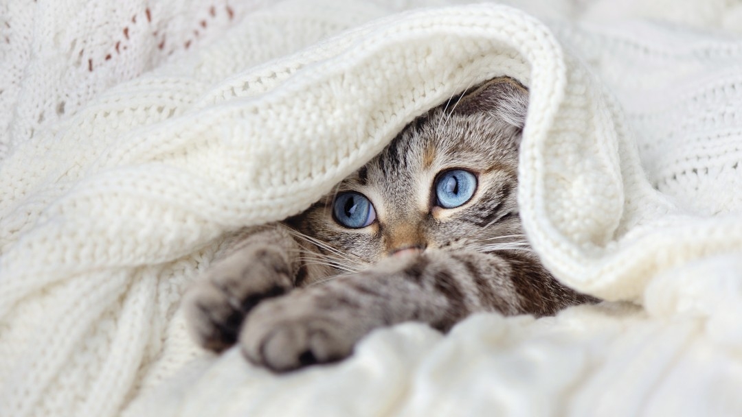Ръста котка, лежаща под одеяло