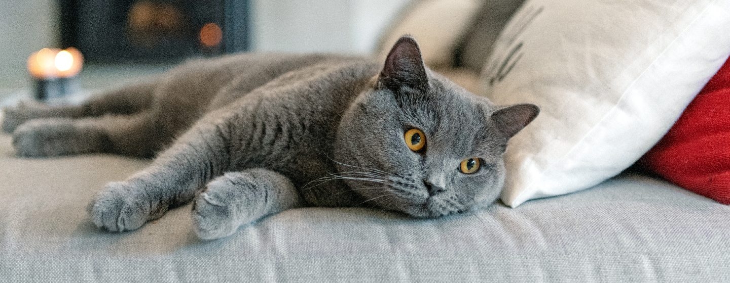 Сива котка, легнала на диван