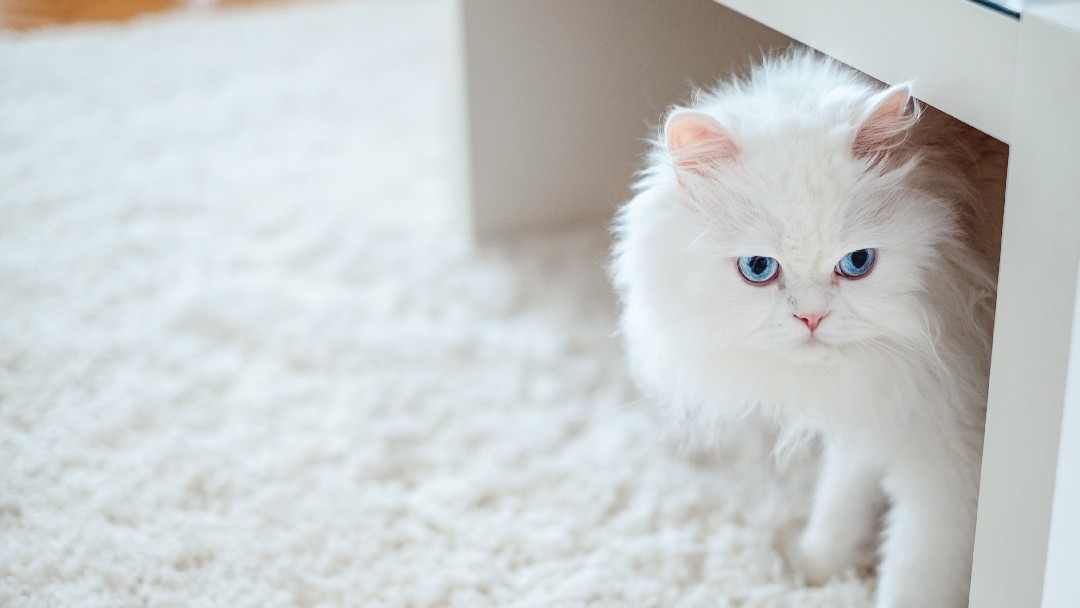Пухкава бяла котка седеше под масичка за кафе