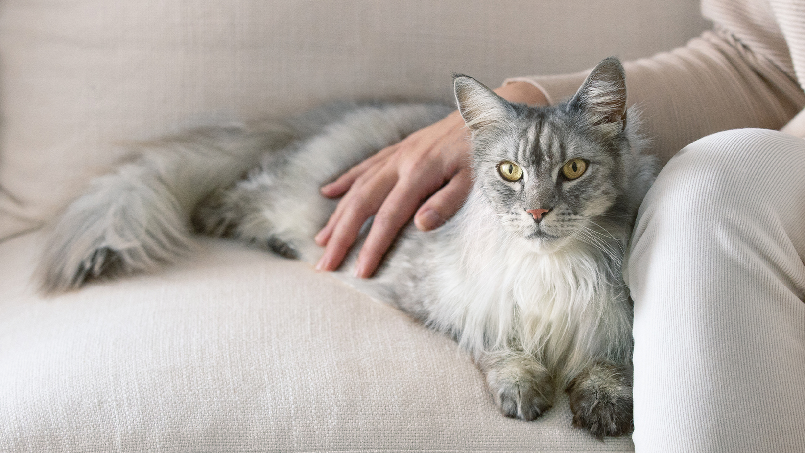 Дългокосместа сива котка лежи на диван с ръката на собственика си на гърба