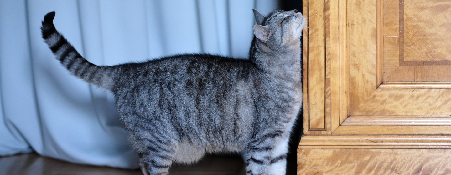 домашна котка трие бузата си в мебелите