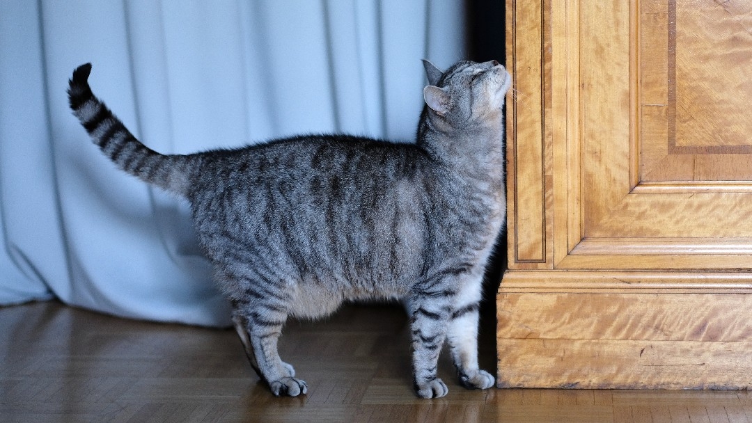 домашна котка трие бузата си в мебелите