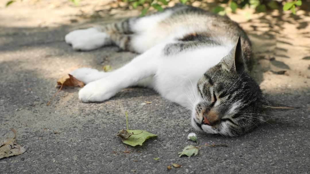 Котка, лежаща на сянка