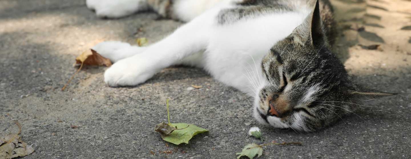 Котка, лежаща на сянка