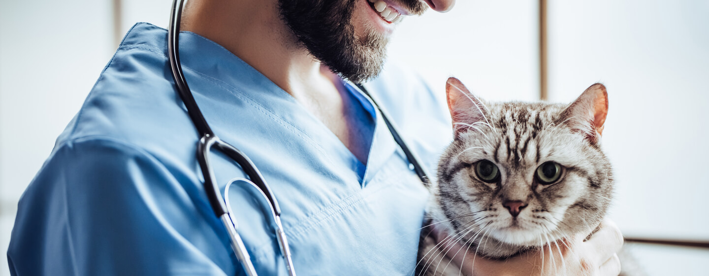 Панкреатит при котки