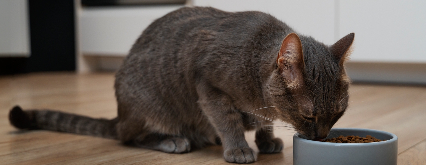 Колко грама трябва да яде една котка на ден?