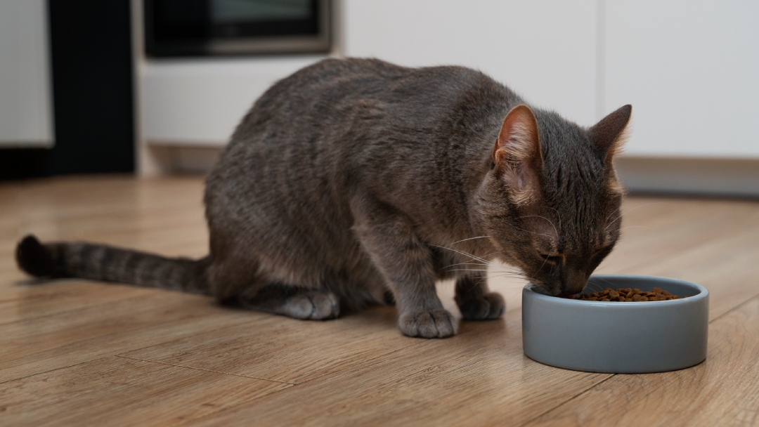 Колко грама трябва да яде една котка на ден?