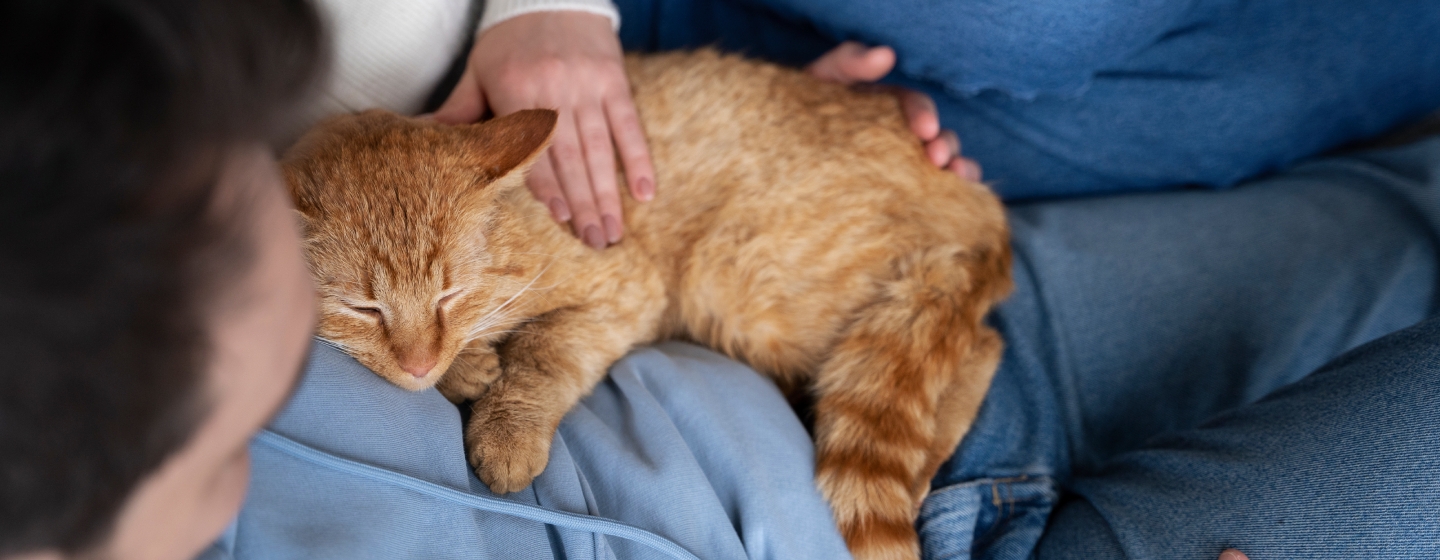 Колко е продължителността на бременността при котките