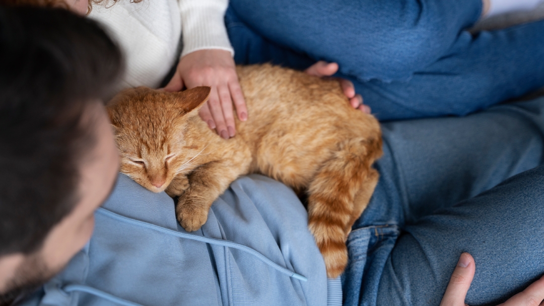 Колко е продължителността на бременността при котките