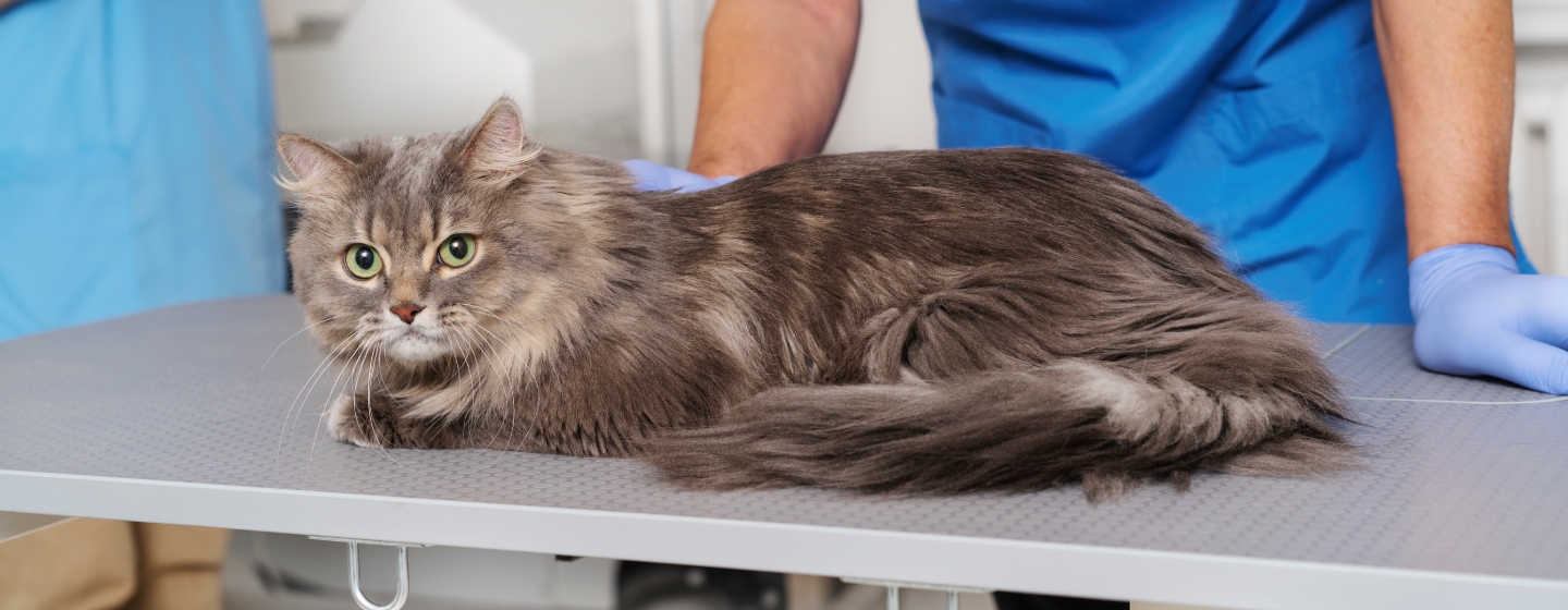 Колко често се прави обезпаразитяване на котки?