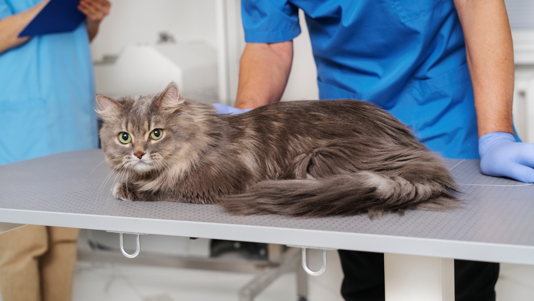 Колко често се прави обезпаразитяване на котки?