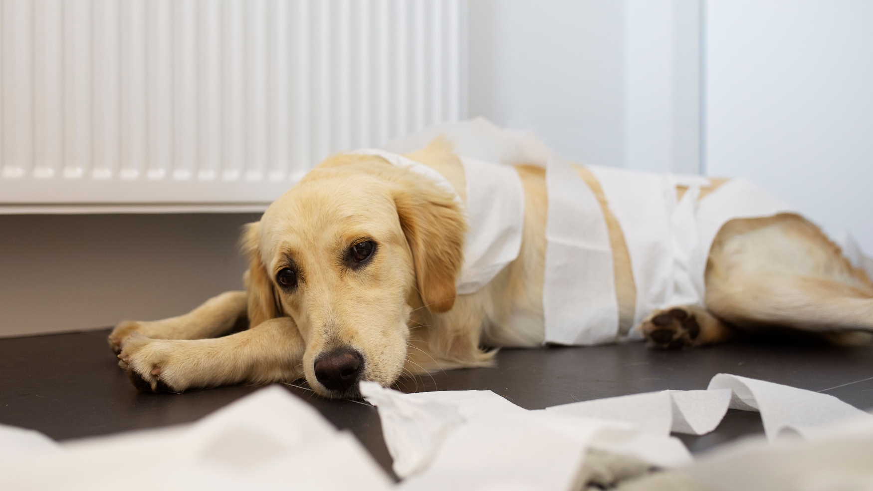 Какво се дава за разстройство при кучета