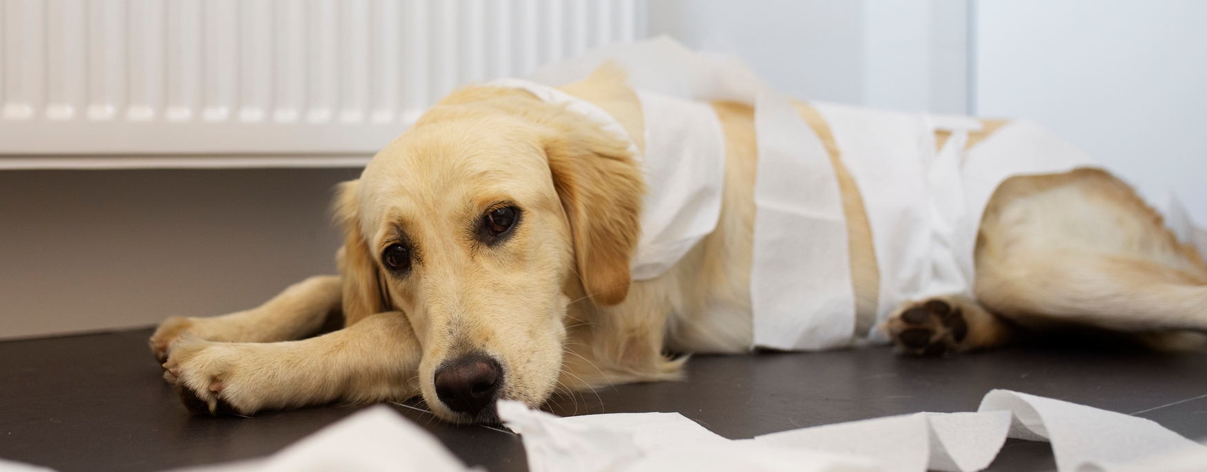 Какво се дава за разстройство при кучета