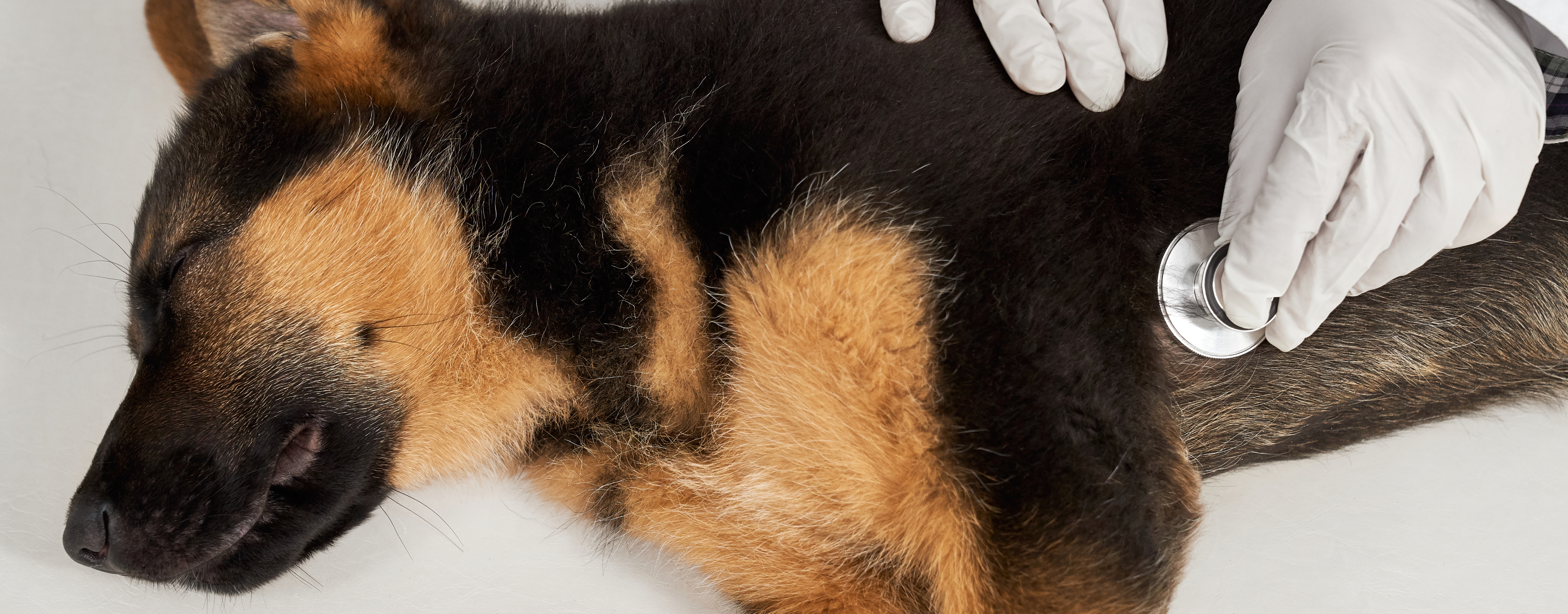 Симптоми на парвовироза при кучета