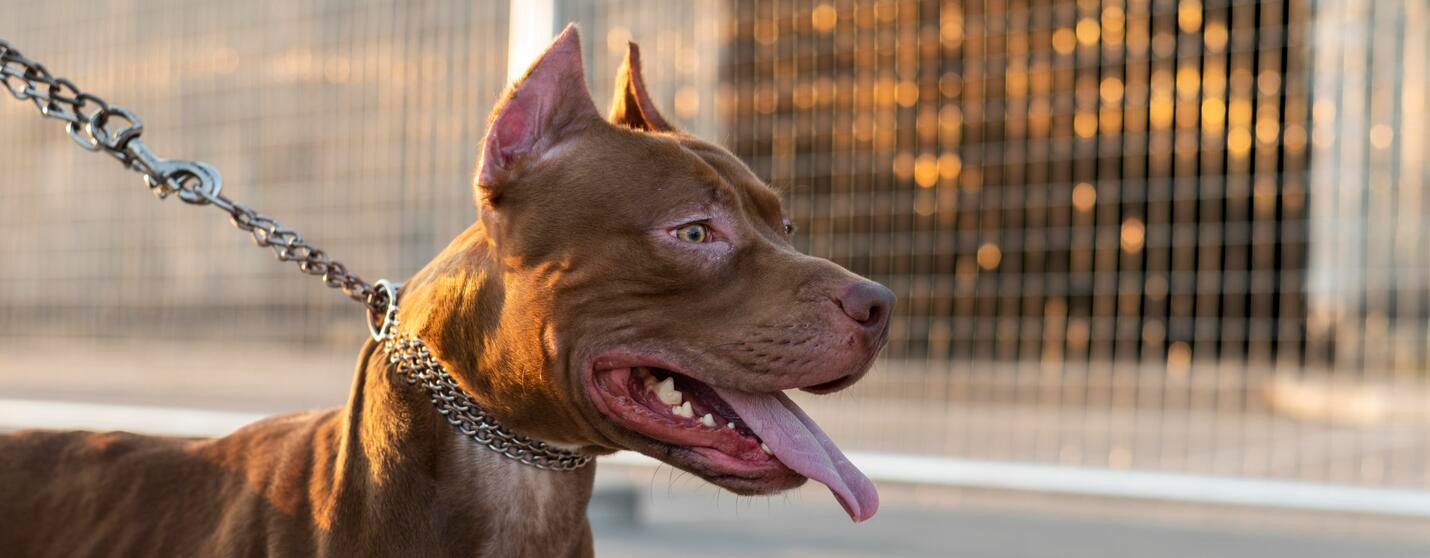 Обучение на агресивно куче