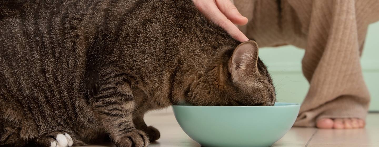 Насоки за хранене на кастрирана котка