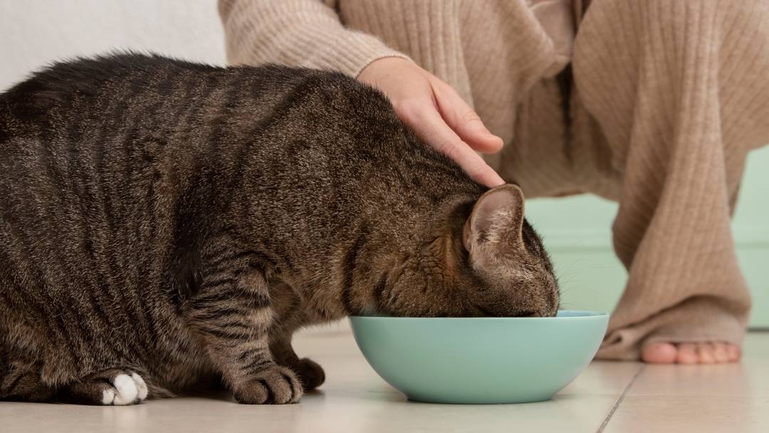 Насоки за хранене на кастрирана котка