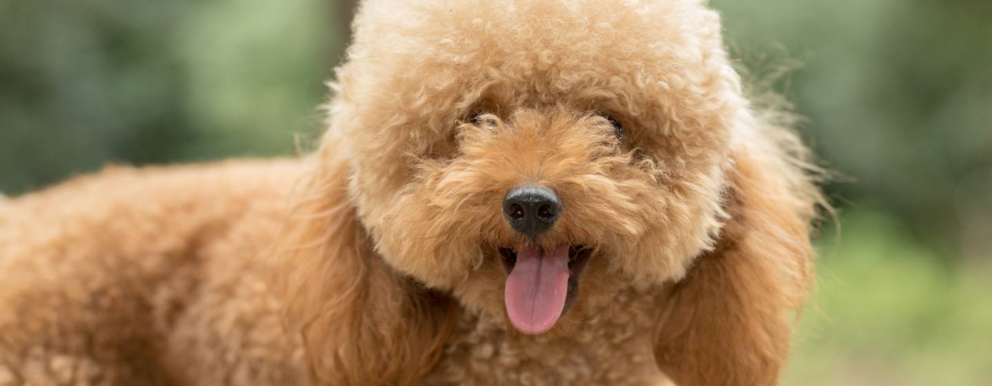 Каква е разликата между той пудел и мини пудел?