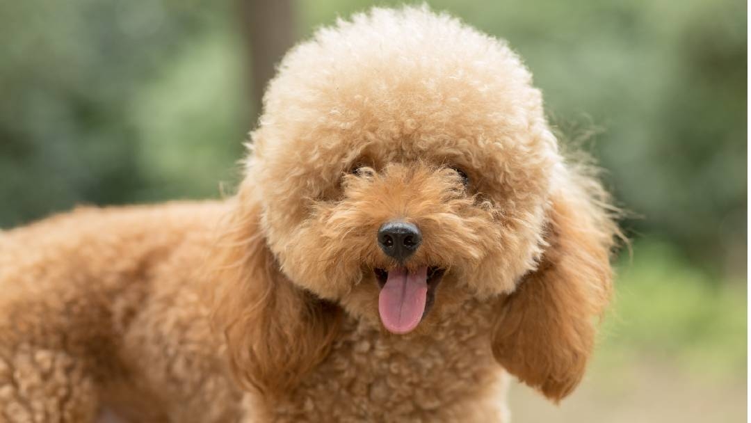 Каква е разликата между той пудел и мини пудел?