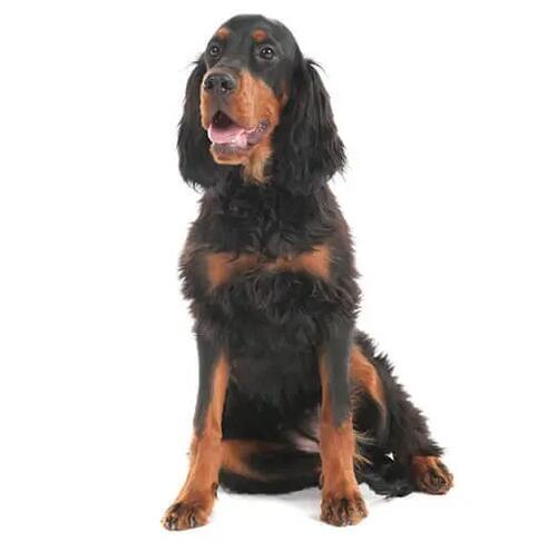 гордън сетер