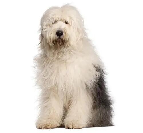 староанглийска овчарка