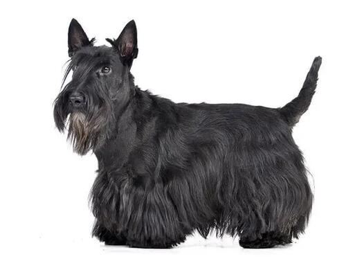 шотландски териер