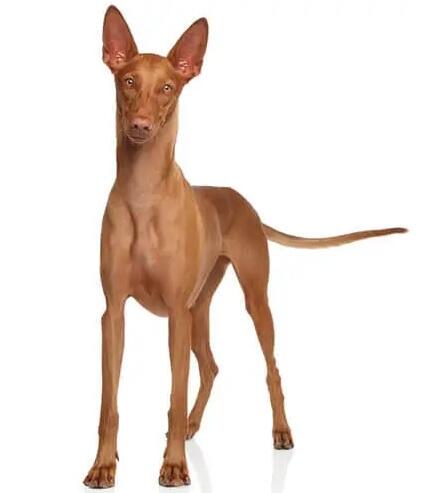 фараонова хрътка