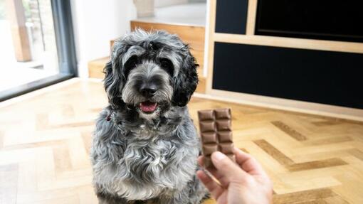 собственик, който държи блокче шоколад пред куче